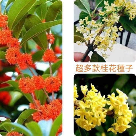 桂花樹種類|桂花